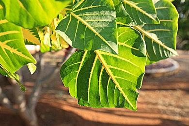 类魂《病态：艾尔之王》5月17日发售 支持免费试玩