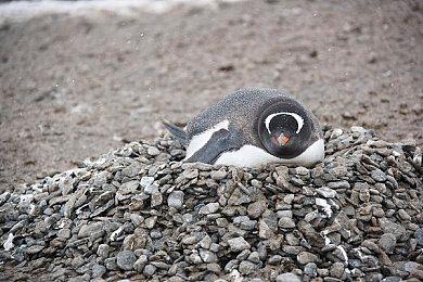 《艾尔登法环》神秘区域一接触就猝死 静待官方修复